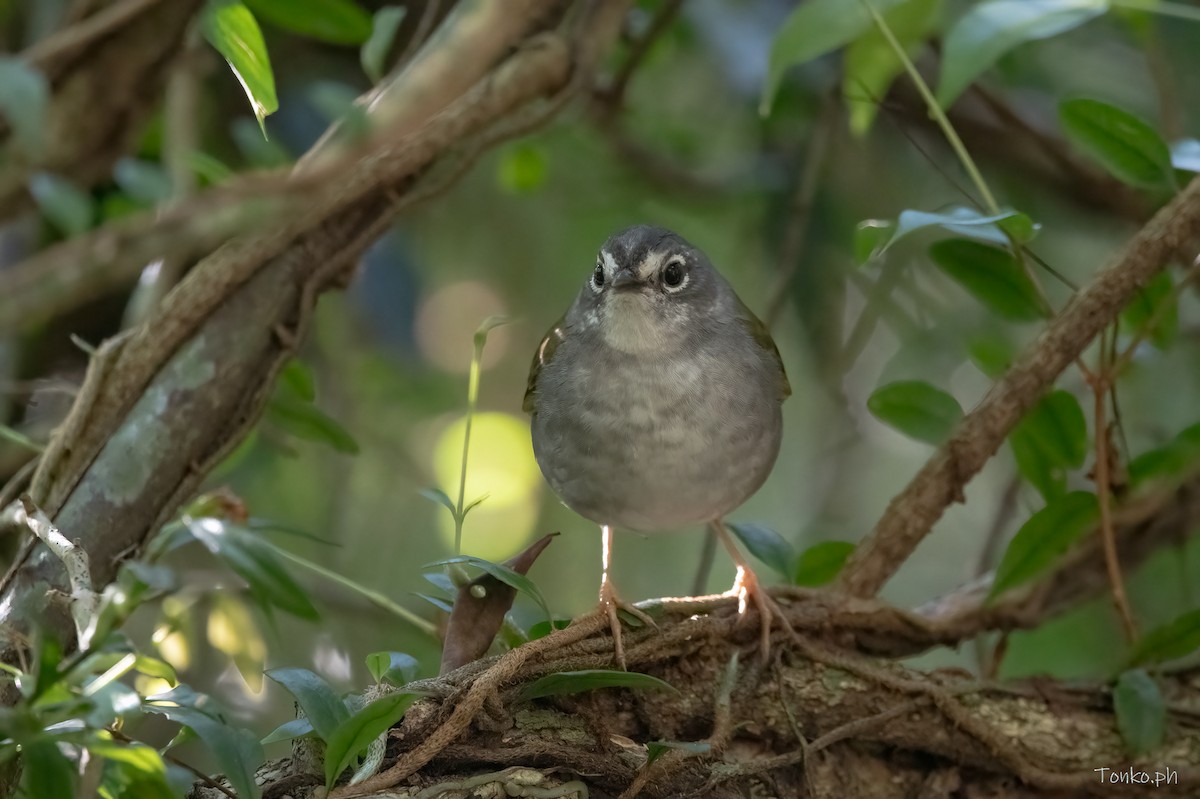 White-browed Warbler - ML625063824