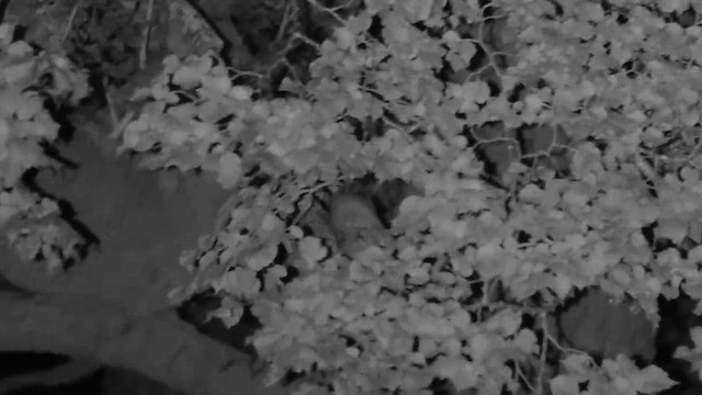 Eastern Screech-Owl - ML625063941