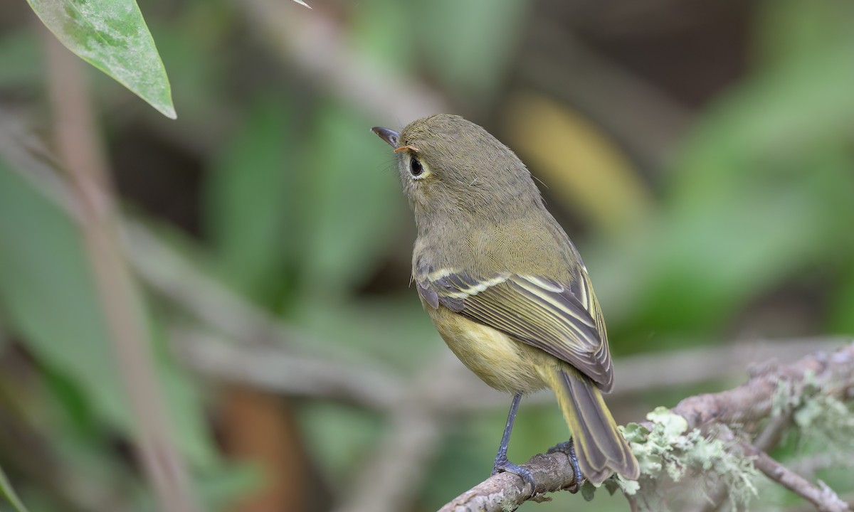 Hutton's Vireo - ML625063978