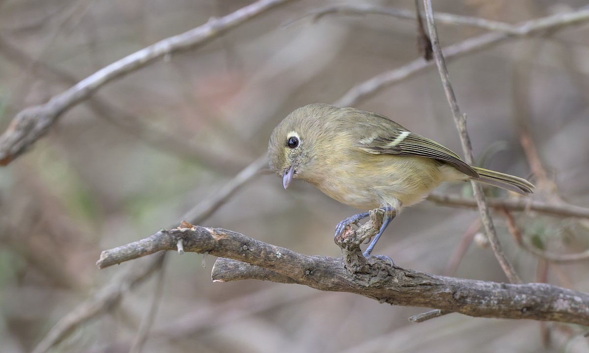 Hutton's Vireo - ML625063998