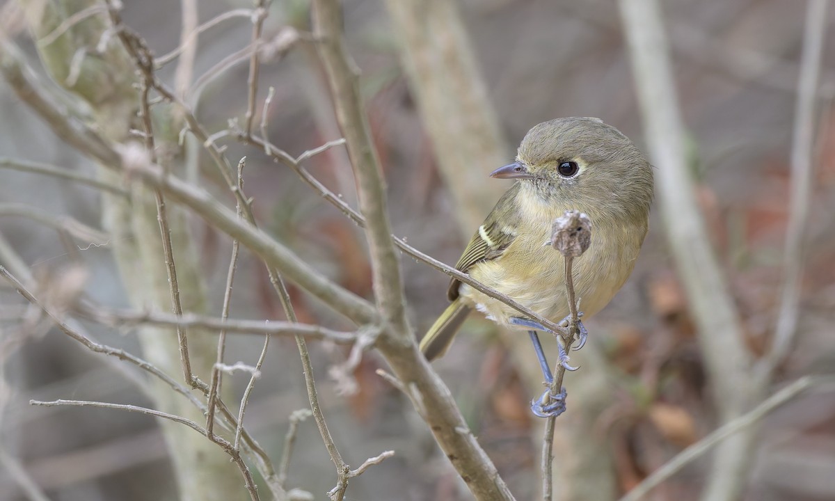 Hutton's Vireo - ML625064000