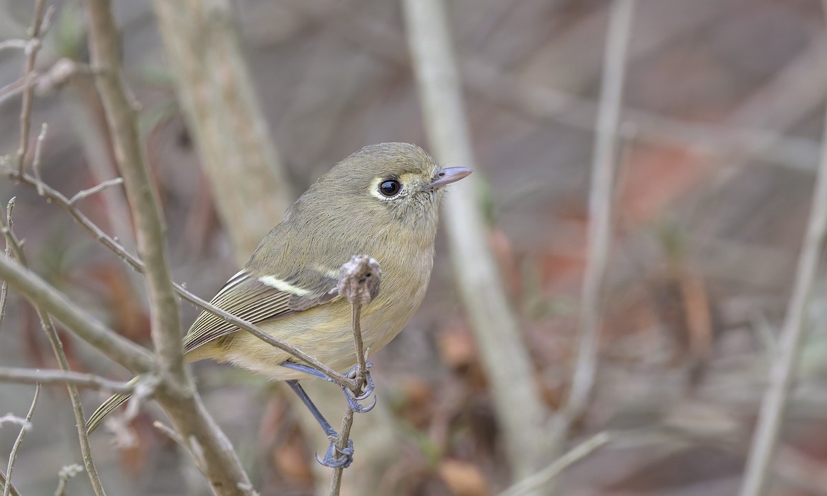 Hutton's Vireo - ML625064001