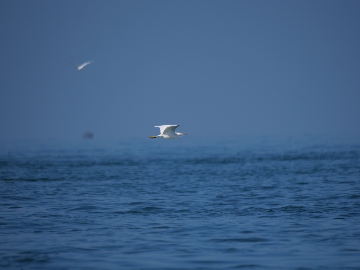 Chinese Egret - Guangfeng Shao