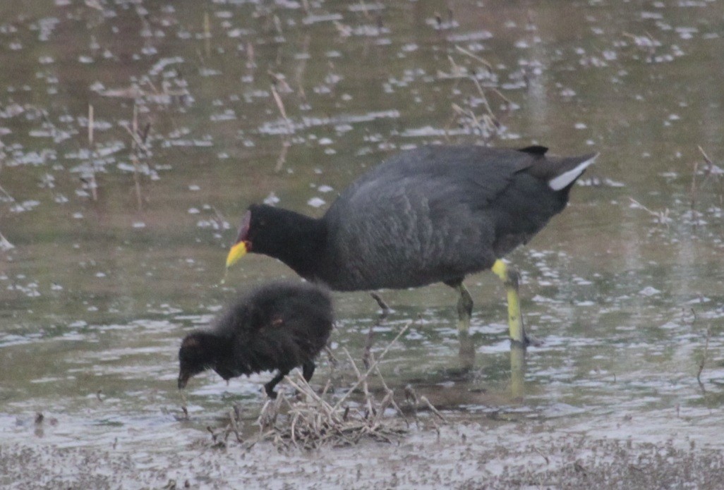 Red-fronted Coot - ML625064171