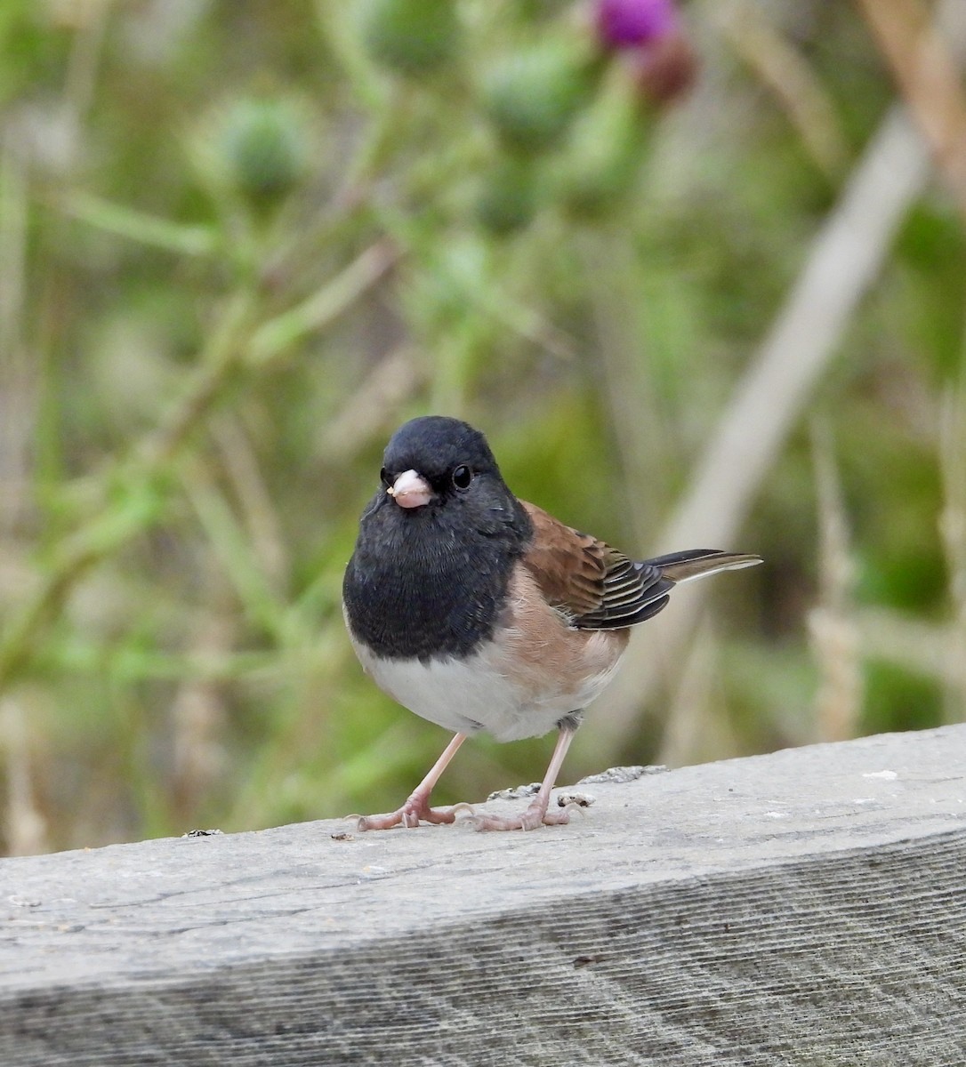 vinterjunko (oreganus gr.) - ML625064200
