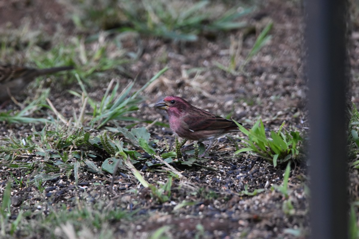 Purple Finch (Western) - ML625064275