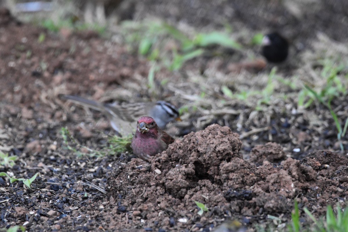 Purple Finch (Western) - ML625064277