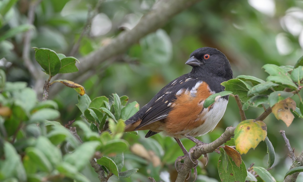 Spotted Towhee - ML625064441