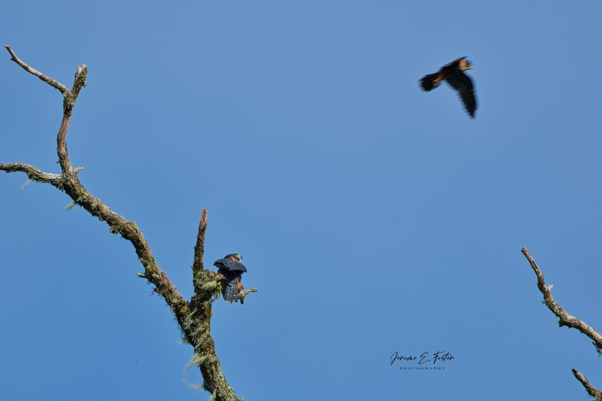 Orange-breasted Falcon - ML625064587