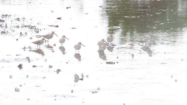 Short-billed Dowitcher - ML625064641