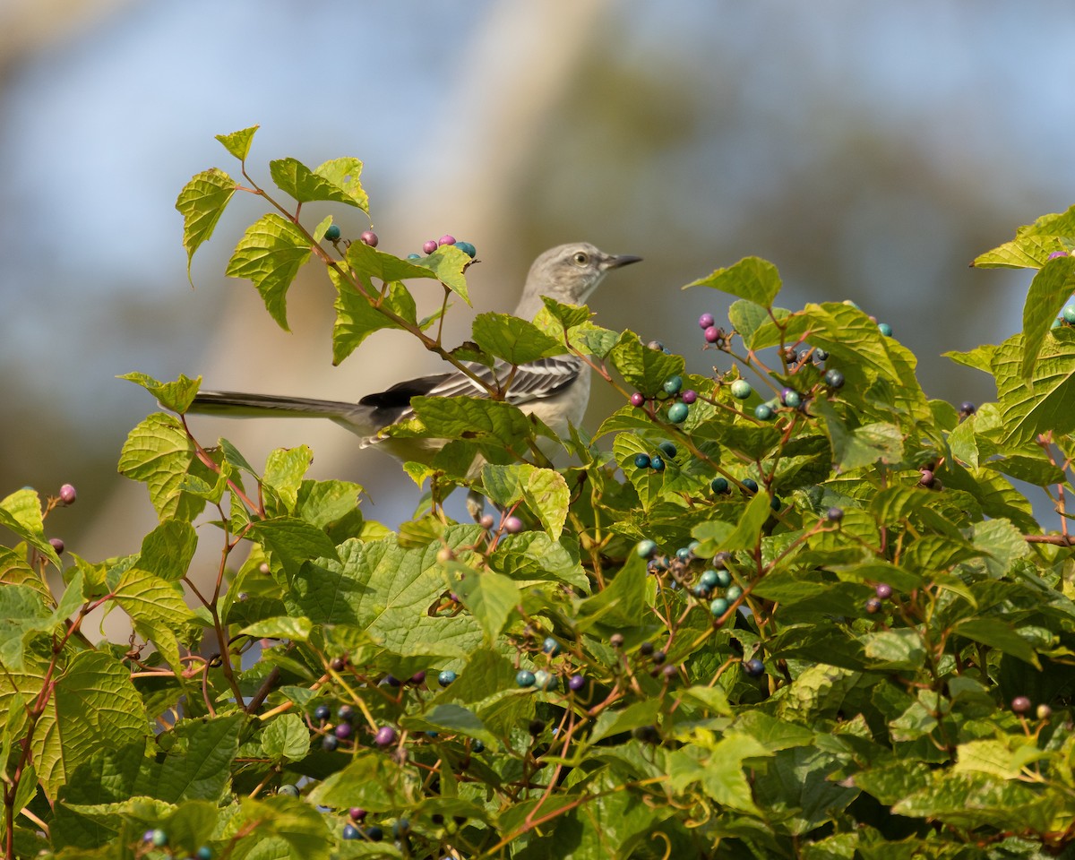 Northern Mockingbird - ML625064707