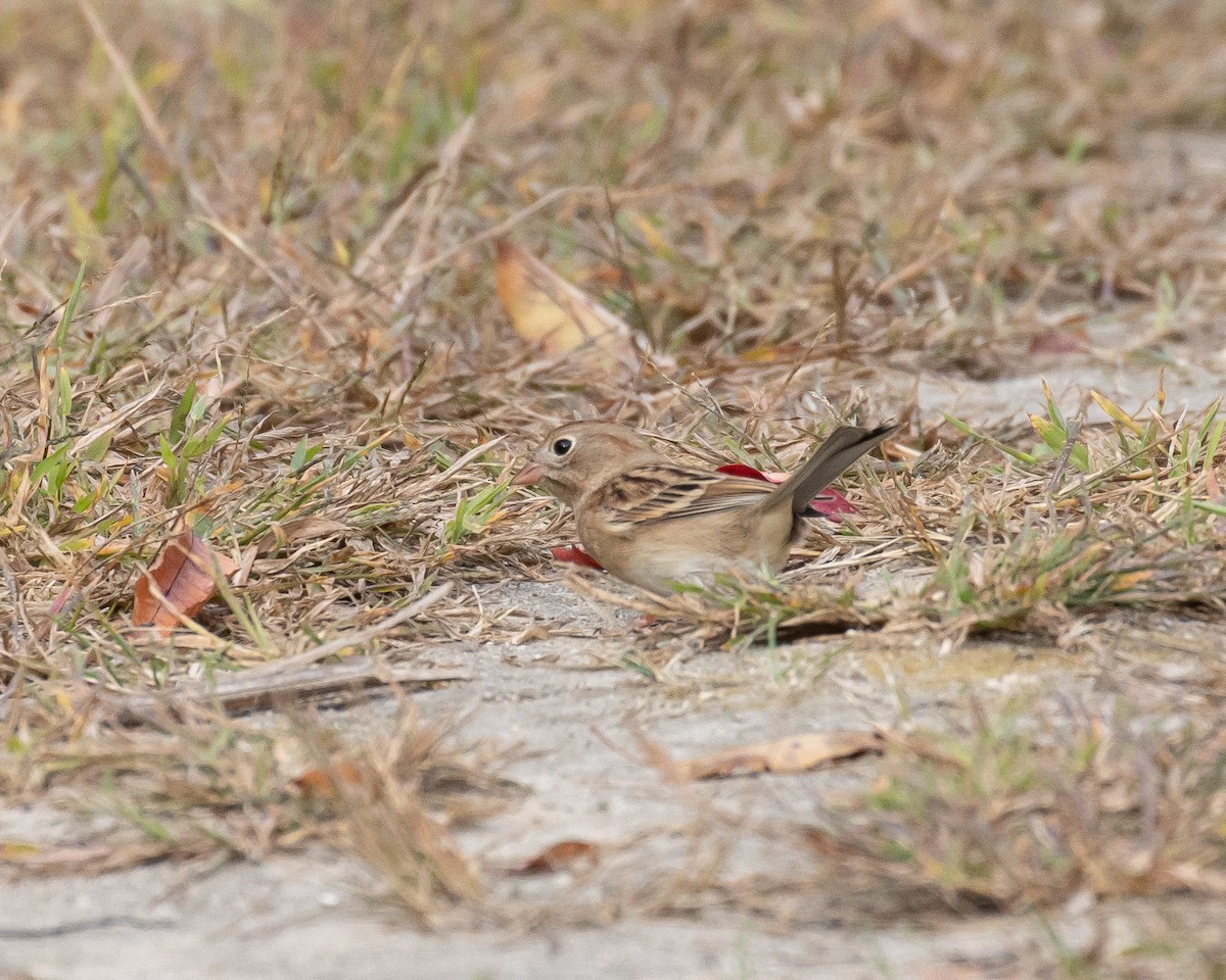 Field Sparrow - ML625064718