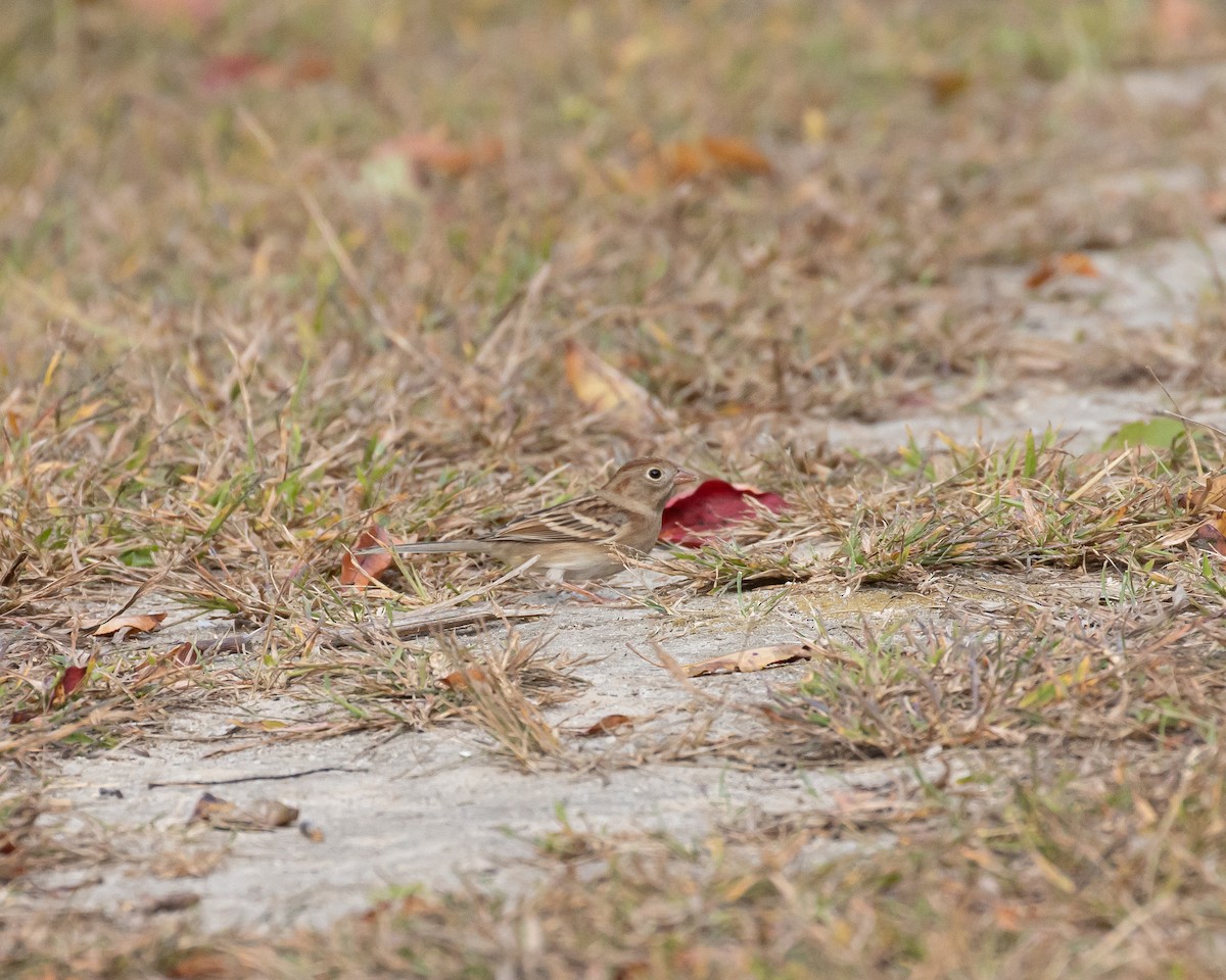 Field Sparrow - ML625064719