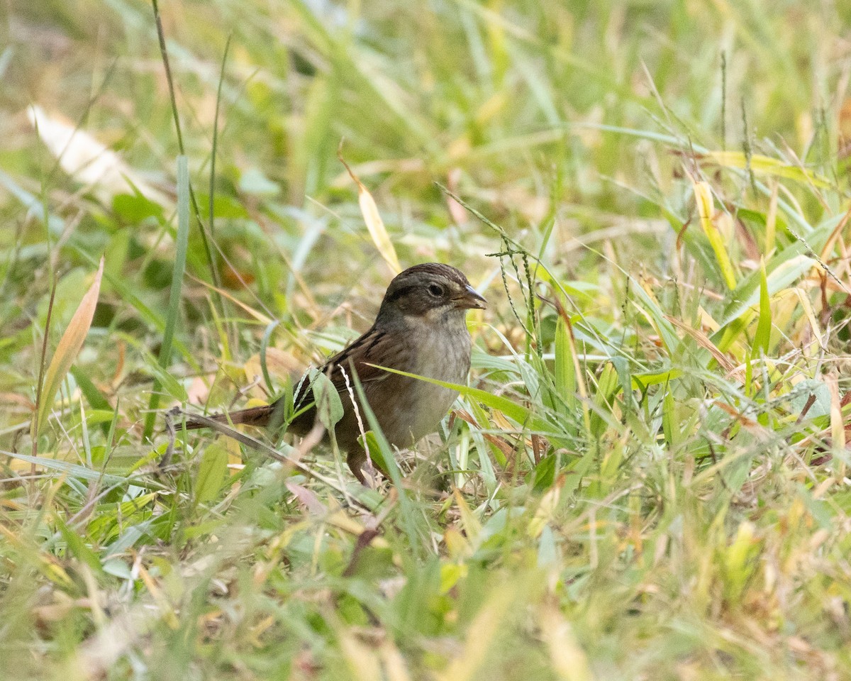 Swamp Sparrow - ML625064733