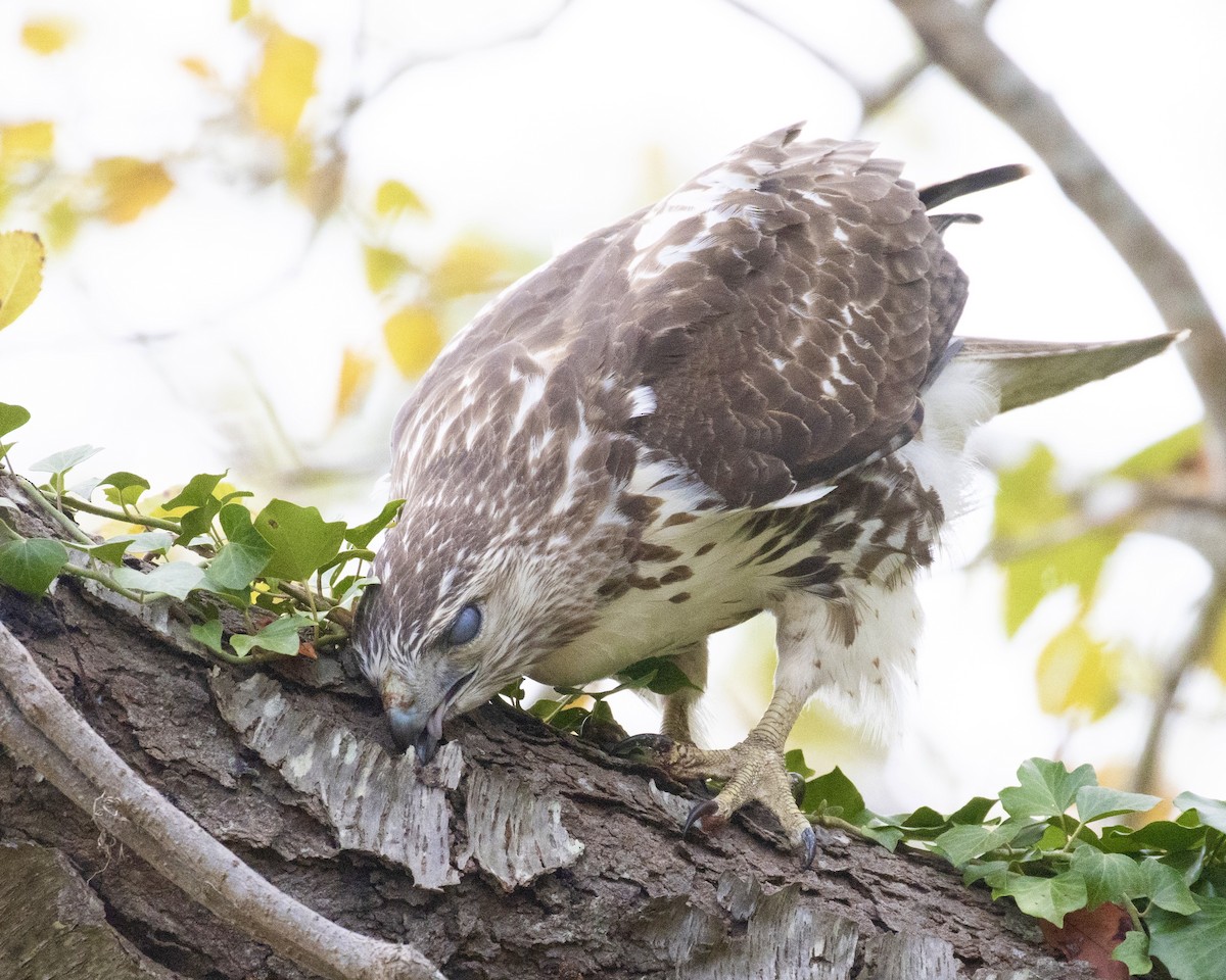 Red-tailed Hawk - ML625064767