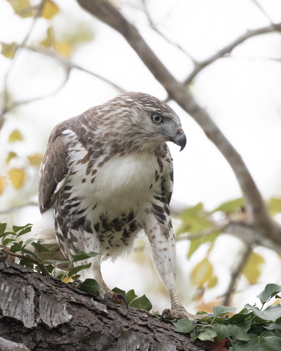 Red-tailed Hawk - ML625064768