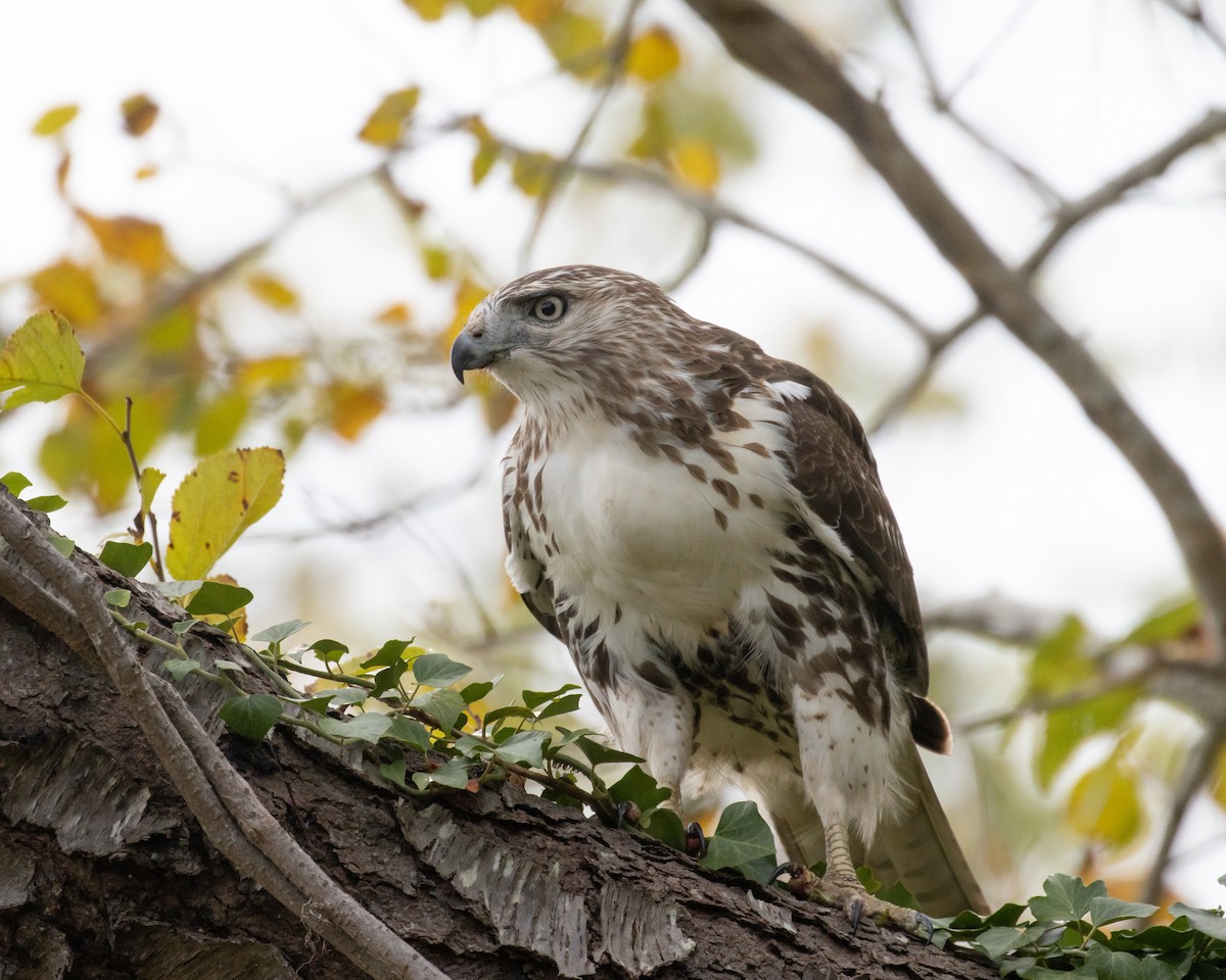 Red-tailed Hawk - ML625064769