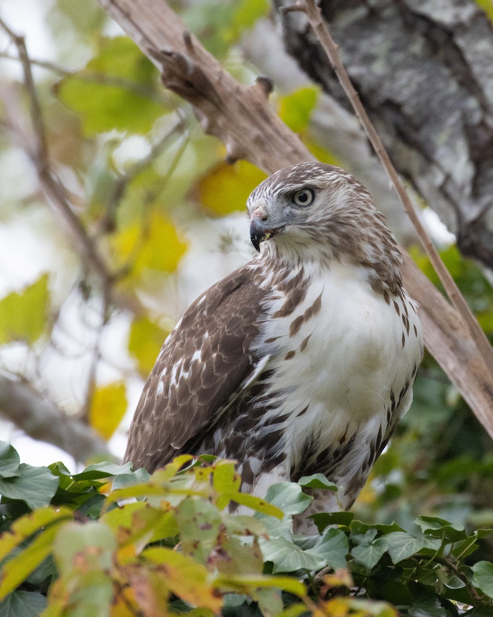 Red-tailed Hawk - ML625064770