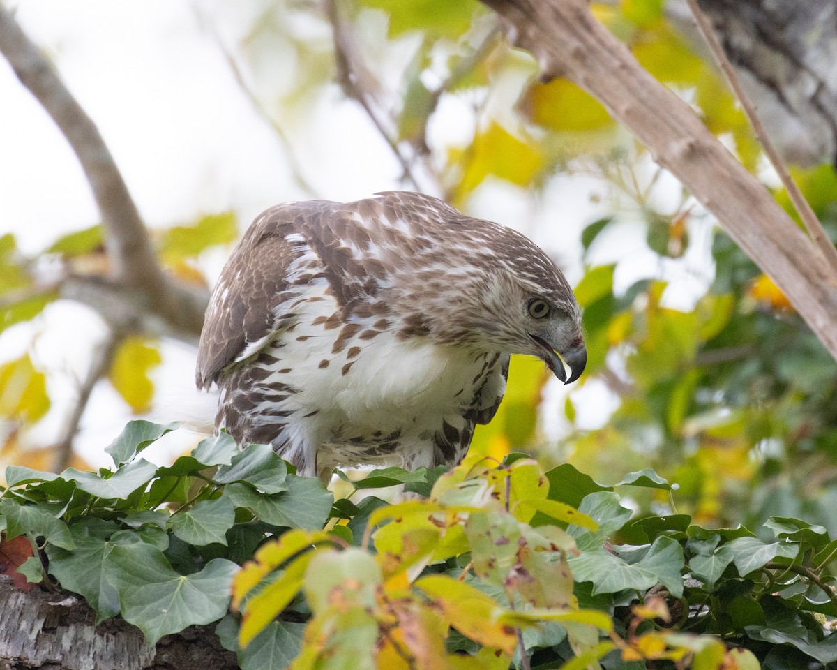 Red-tailed Hawk - ML625064771