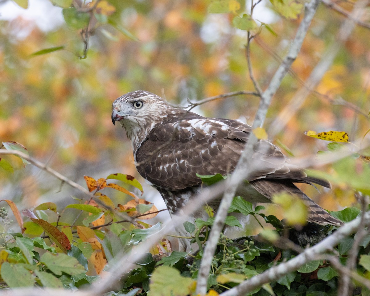 Red-tailed Hawk - ML625064772