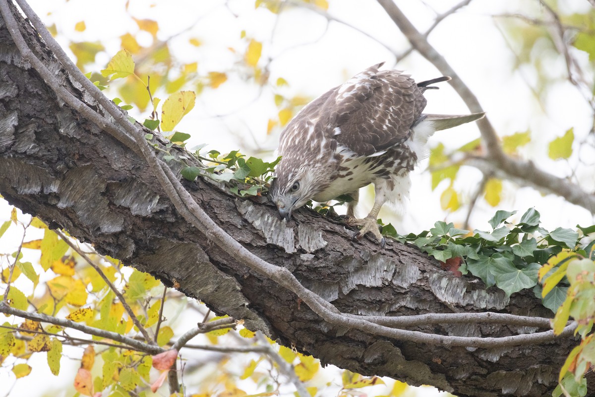 Red-tailed Hawk - ML625064773