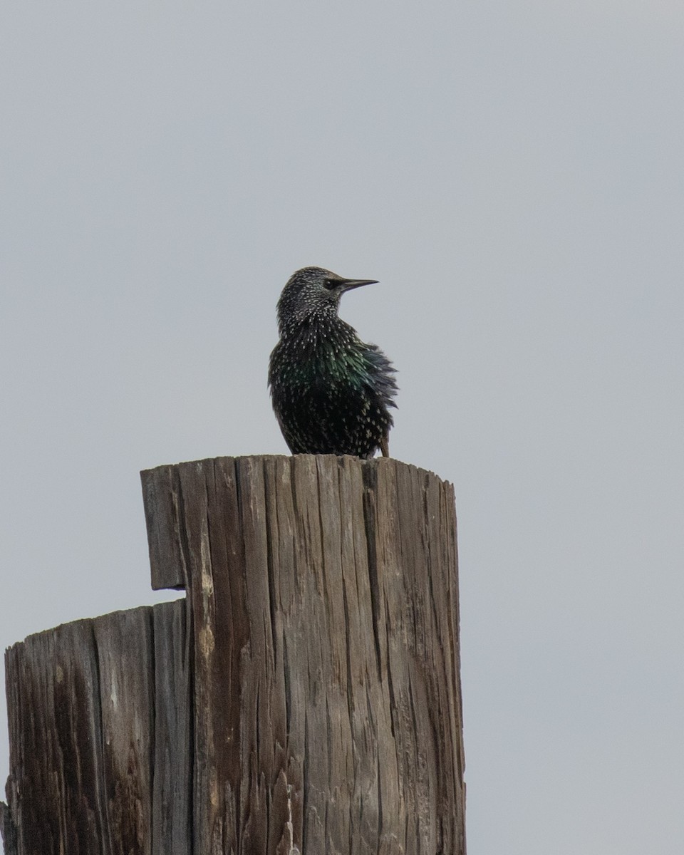 European Starling - ML625064782