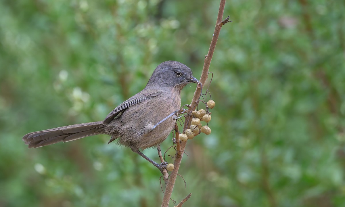 Wrentit - ML625064816