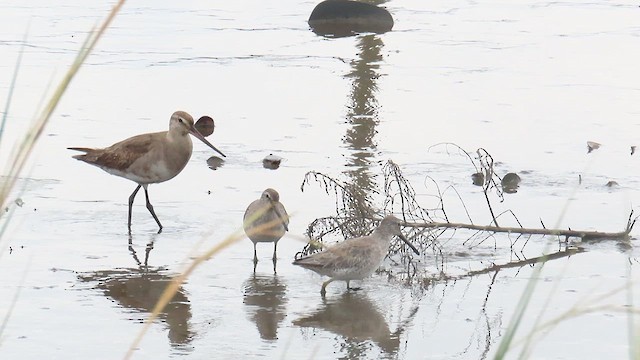 Hudsonian Godwit - ML625064914