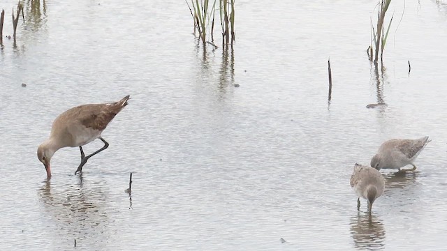 Hudsonian Godwit - ML625064915