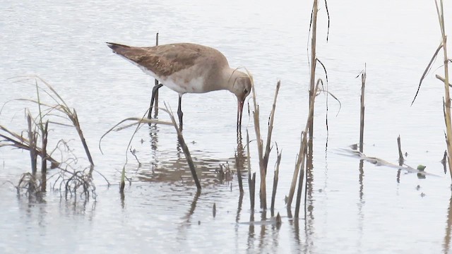 Hudsonian Godwit - ML625064927