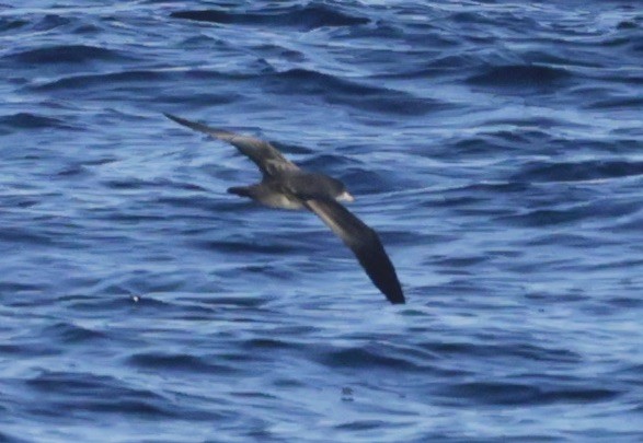 Pink-footed Shearwater - ML625065104