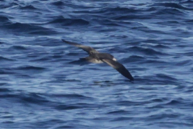 Pink-footed Shearwater - ML625065110