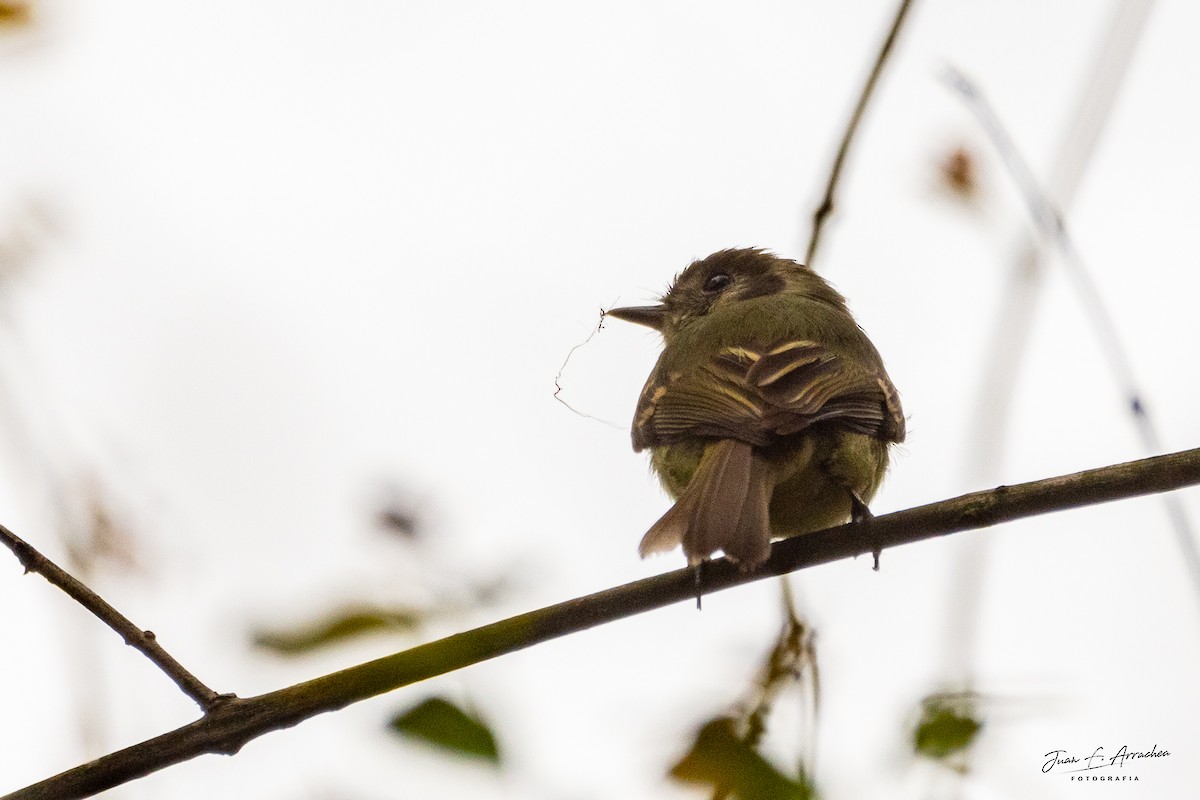 Sepia-capped Flycatcher - ML625065119