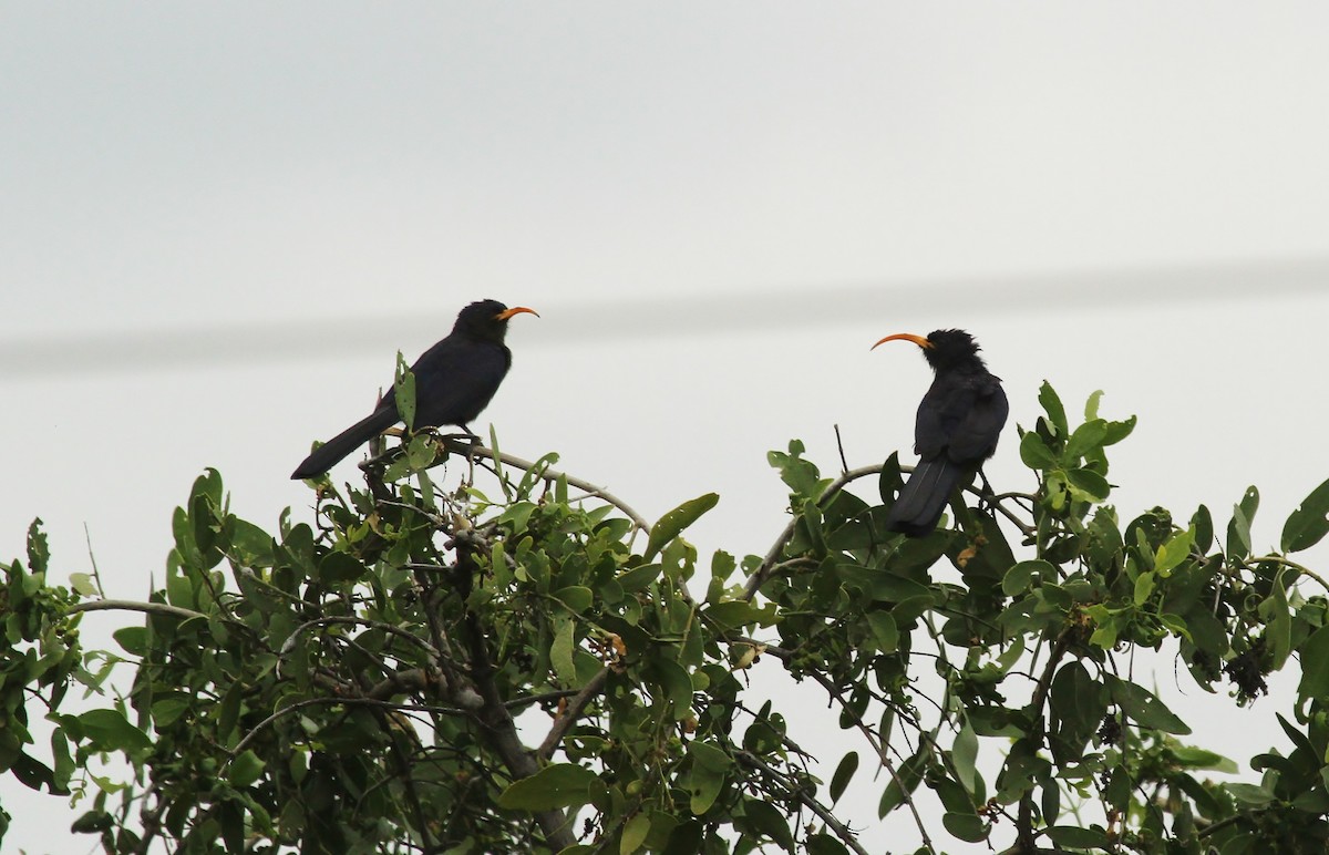 Abyssinian Scimitarbill - ML625065175