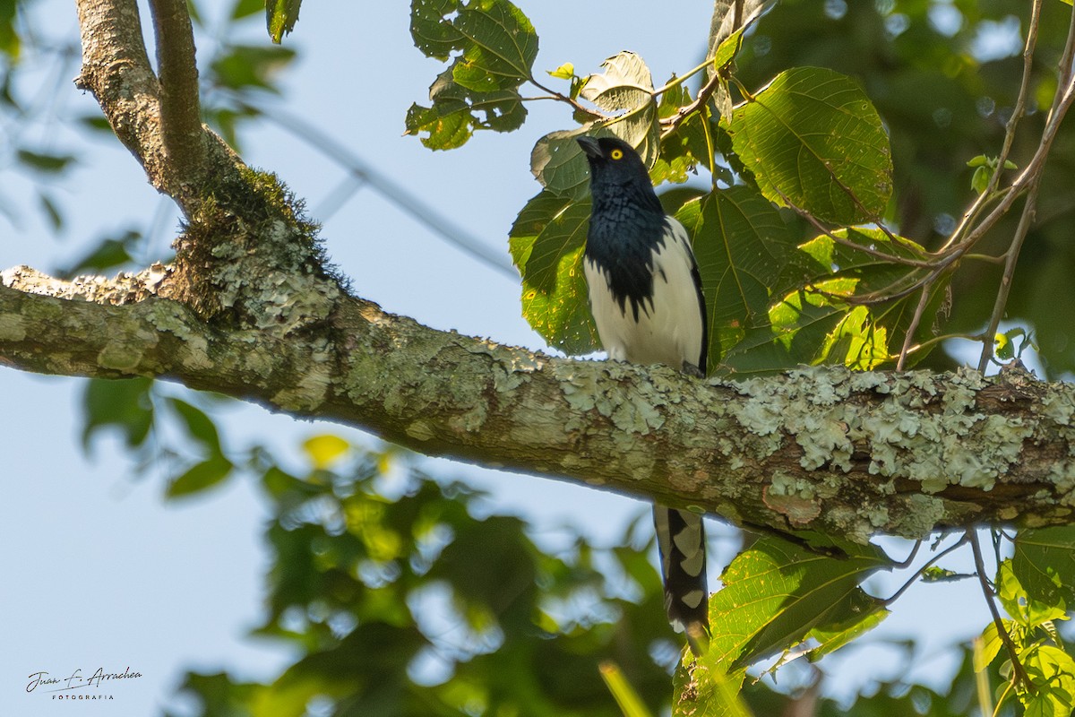 Magpie Tanager - ML625065182