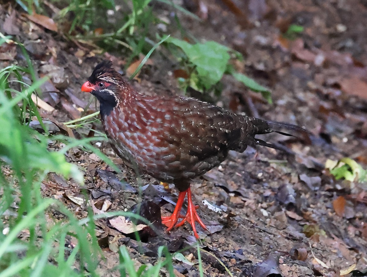 Long-tailed Wood-Partridge - ML625065226