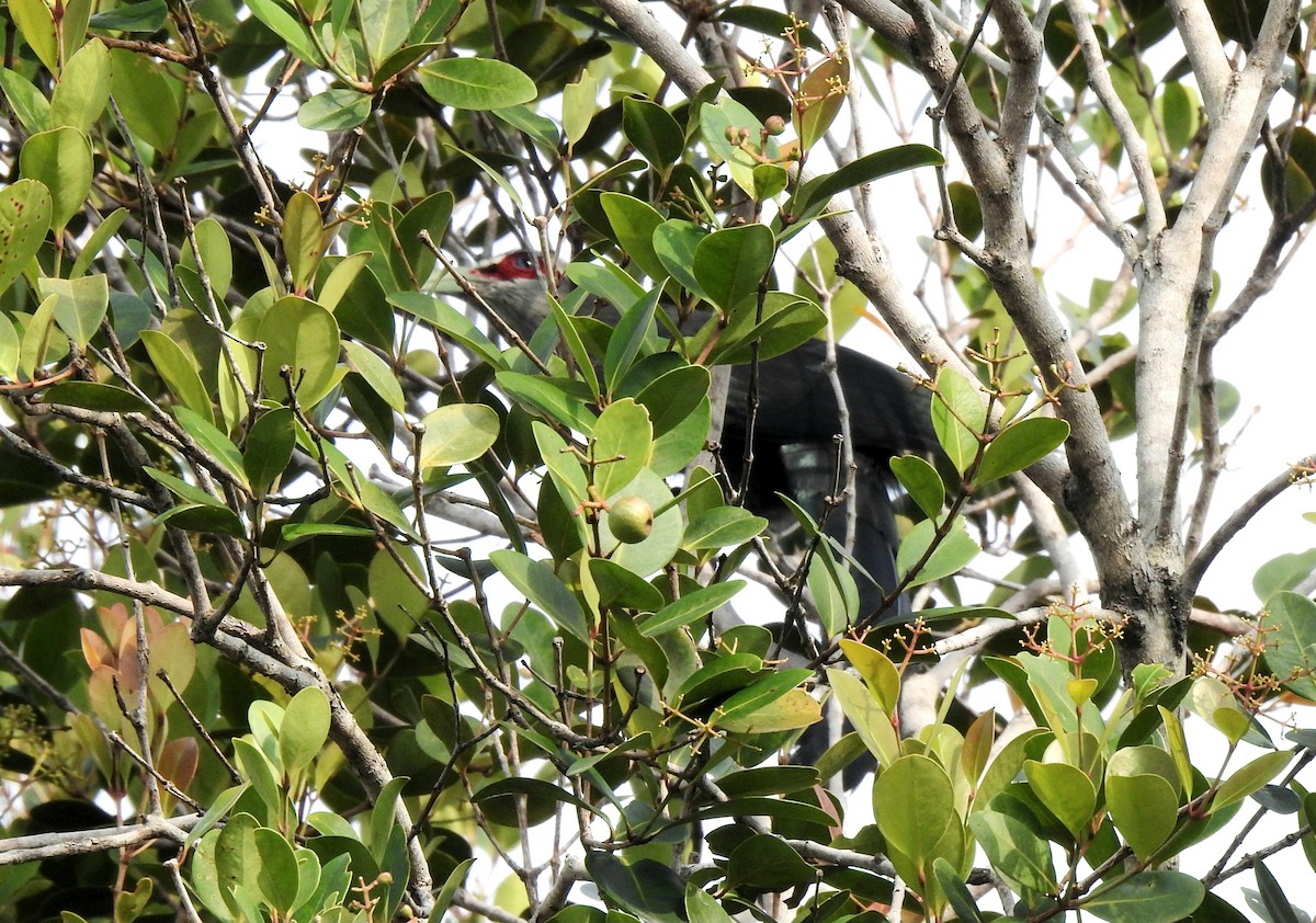 Black-bellied Malkoha - ML625065229