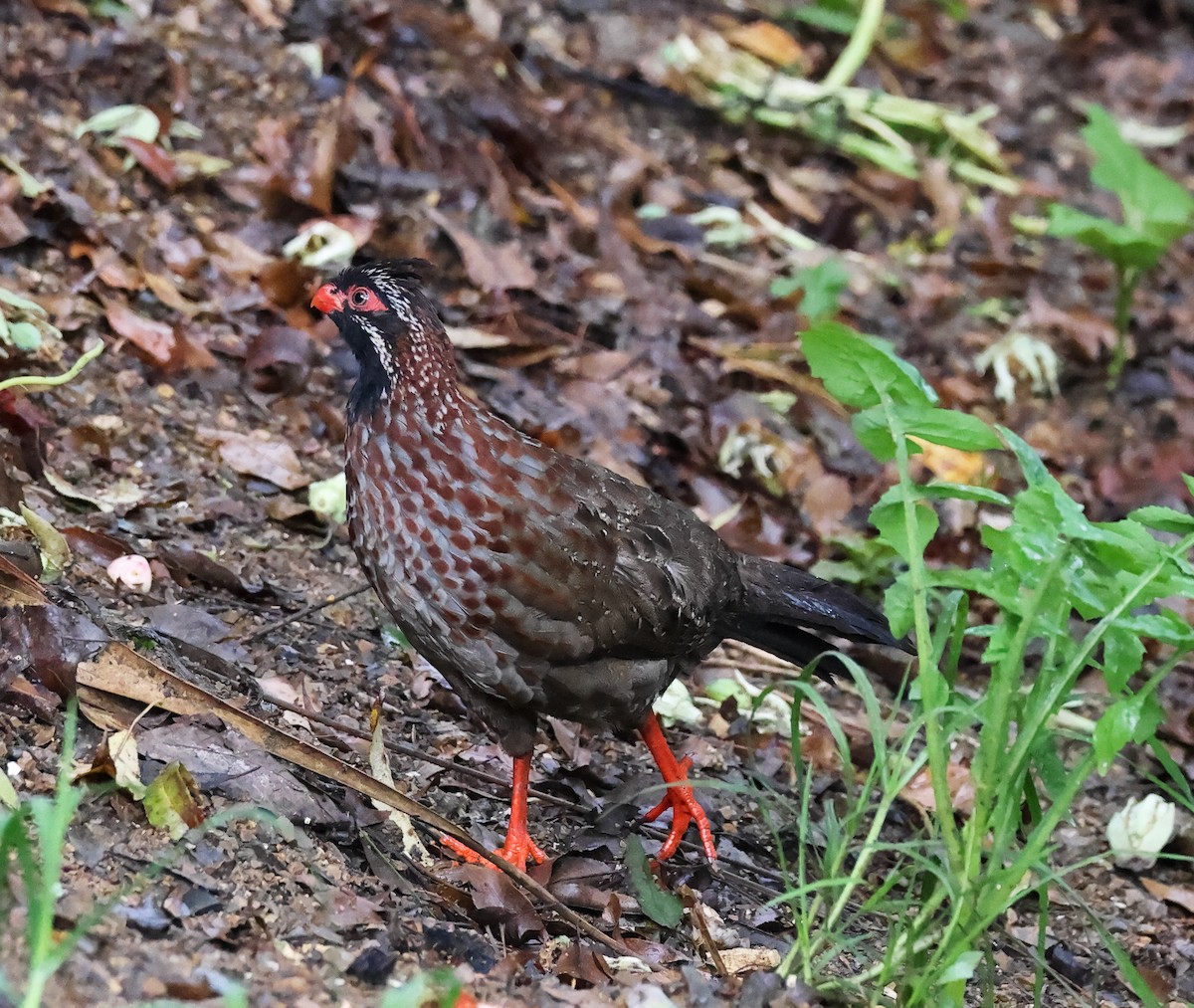 Long-tailed Wood-Partridge - ML625065233