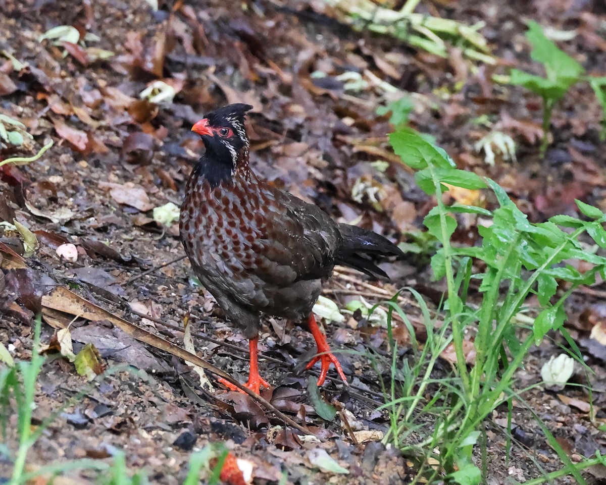 Long-tailed Wood-Partridge - ML625065236
