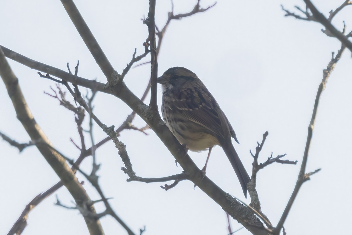 White-throated Sparrow - ML625065463