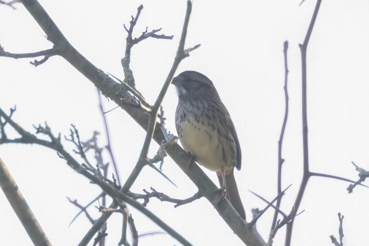 White-throated Sparrow - ML625065469