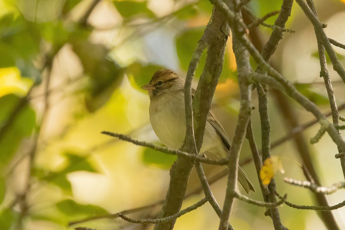 Chipping Sparrow - ML625065481