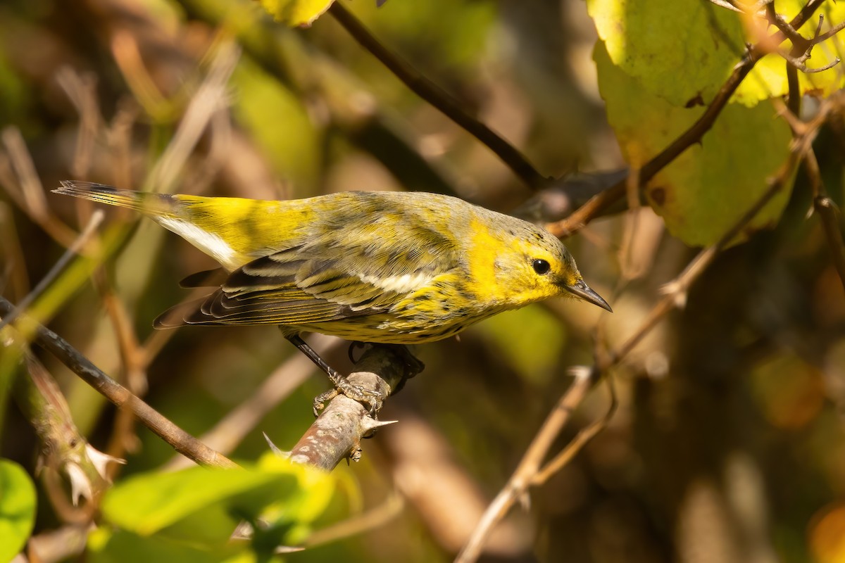 Cape May Warbler - ML625065485