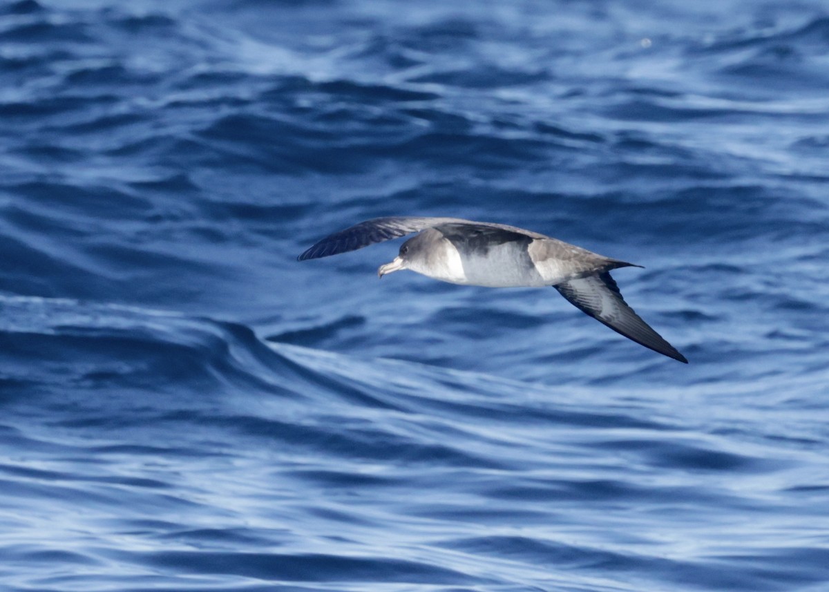 Pink-footed Shearwater - ML625065527