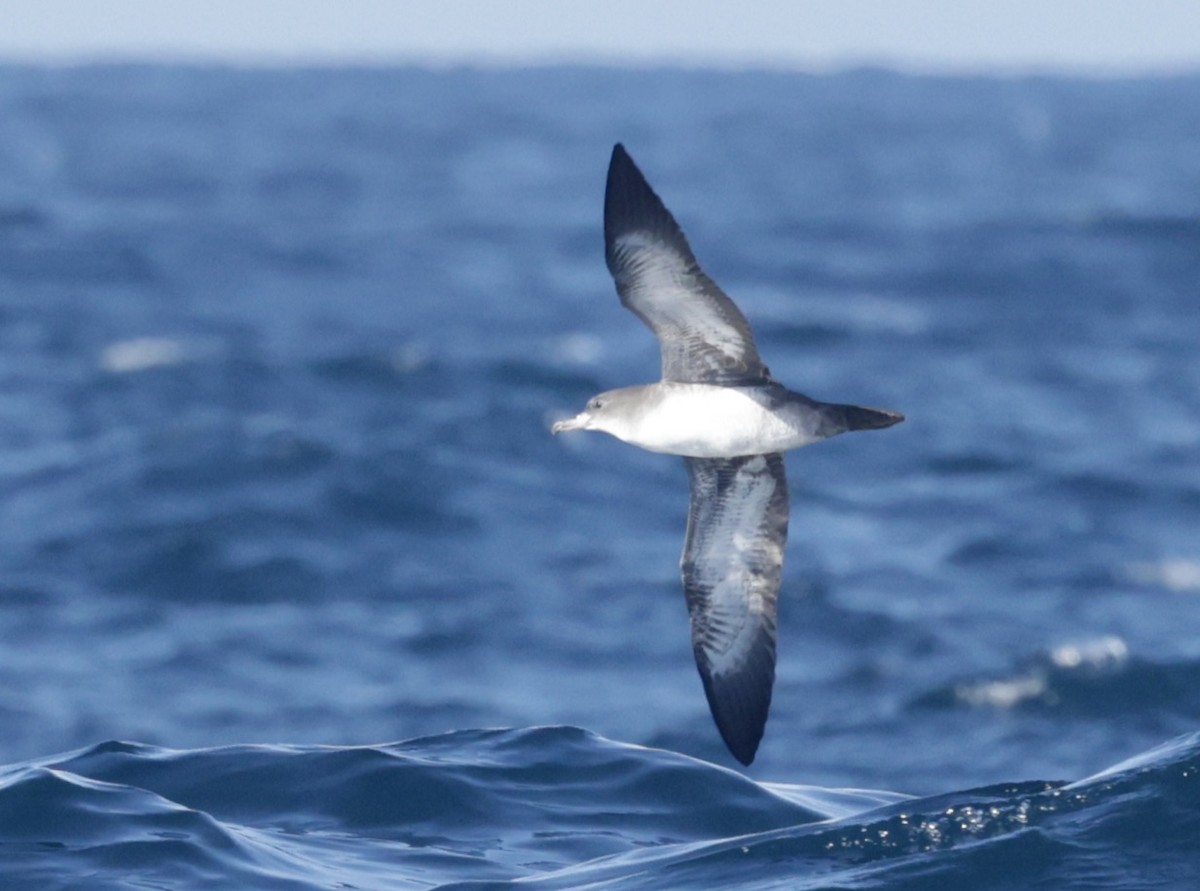 Pink-footed Shearwater - ML625065590