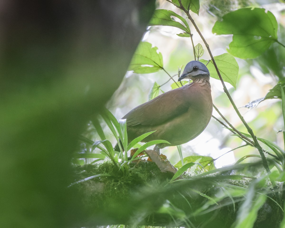 Chiriqui Quail-Dove - ML625065613