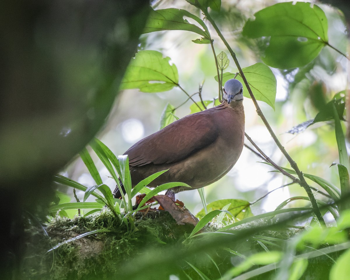 Chiriqui Quail-Dove - ML625065614