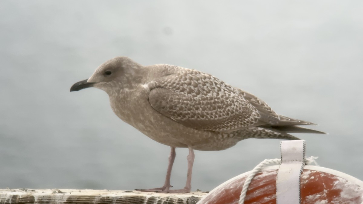 Iceland Gull (Thayer's) - ML625065641