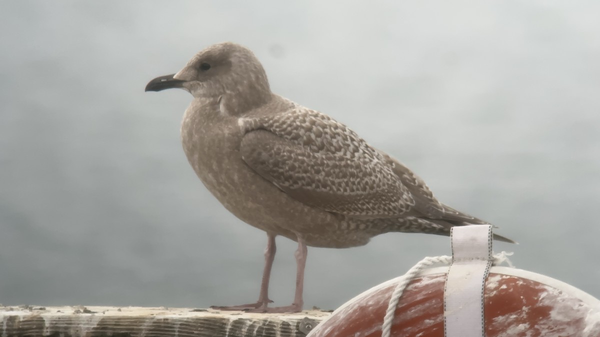 Iceland Gull (Thayer's) - ML625065642