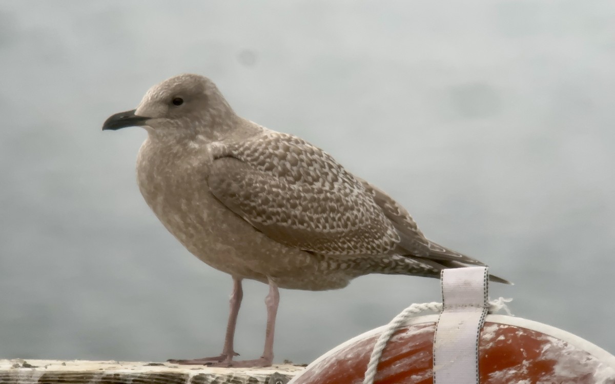 Iceland Gull (Thayer's) - ML625065643